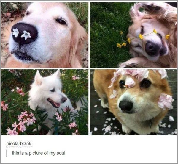 dogs-truly-are-mans-best-friend-33-photos-18