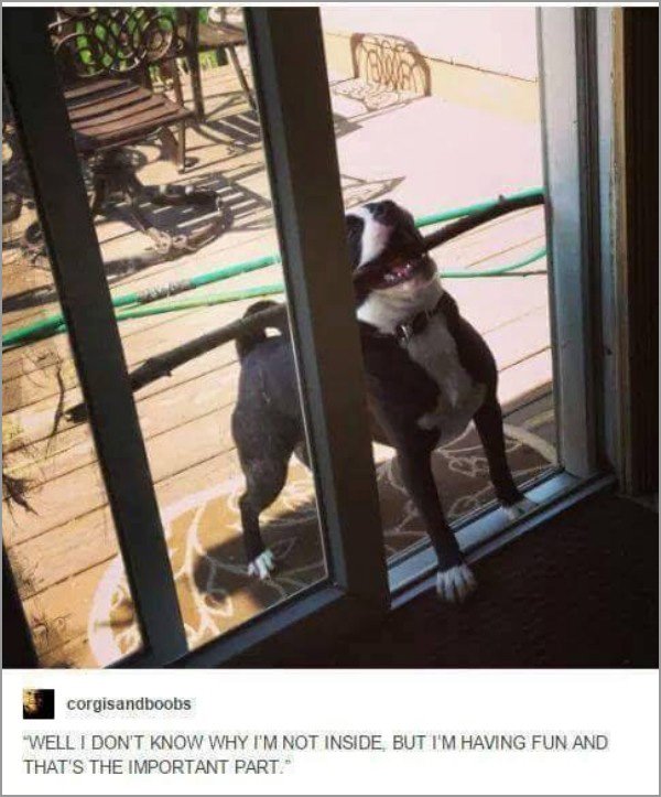 dogs-truly-are-mans-best-friend-33-photos-21