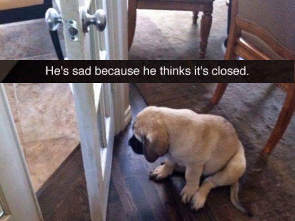 dogs-truly-are-mans-best-friend-33-photos-24