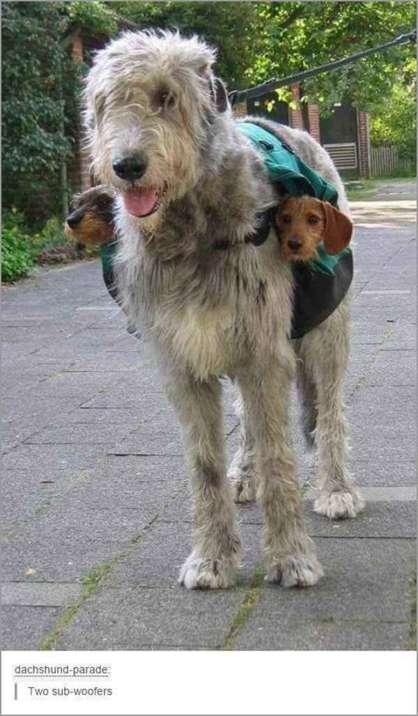 dogs-truly-are-mans-best-friend-33-photos-25