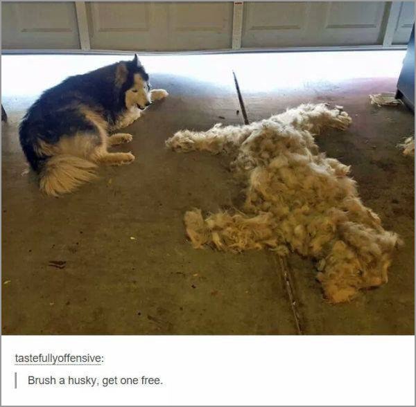 dogs-truly-are-mans-best-friend-33-photos-26