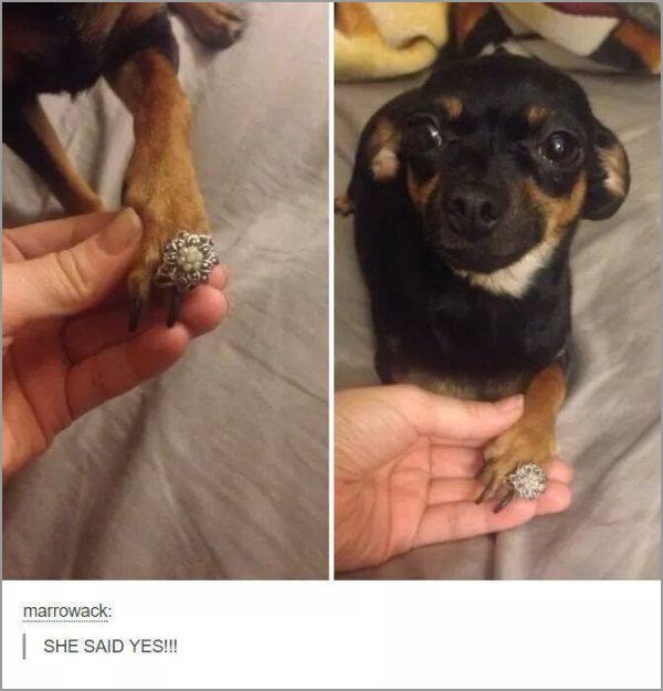 dogs-truly-are-mans-best-friend-33-photos-28