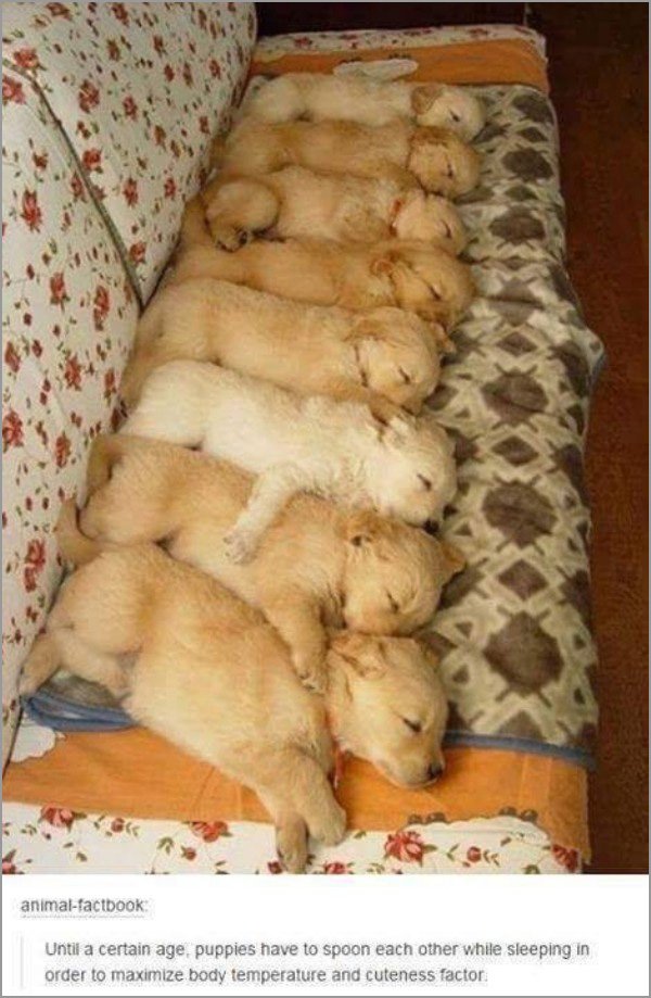 dogs-truly-are-mans-best-friend-33-photos-29