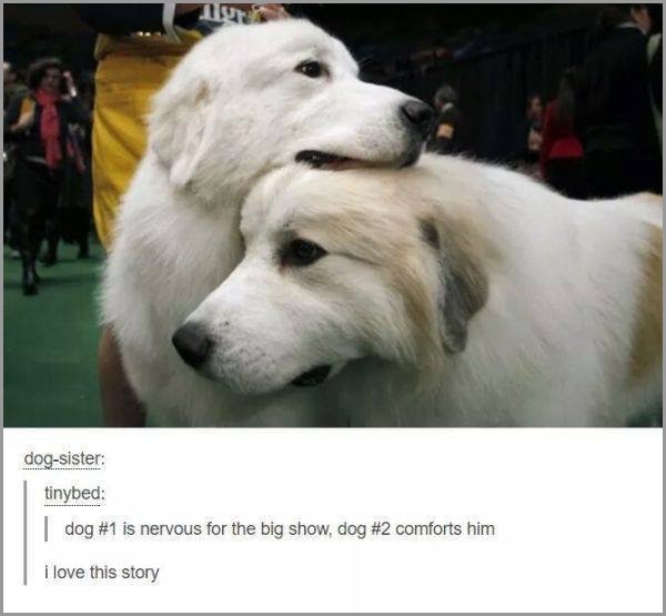 dogs-truly-are-mans-best-friend-33-photos-32