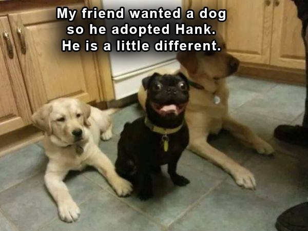 dogs-truly-are-mans-best-friend-33-photos-33