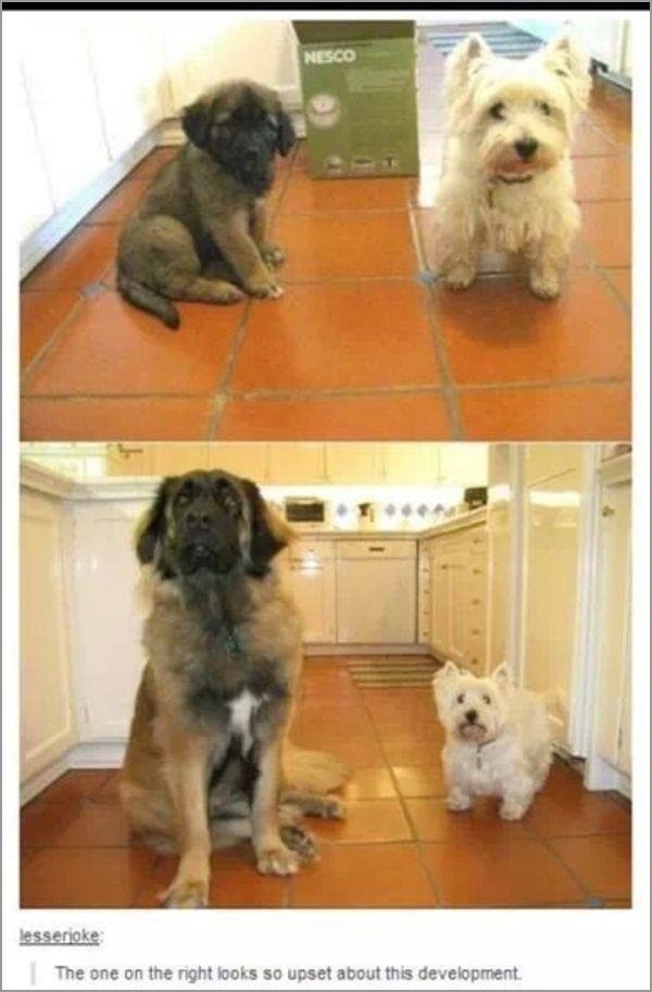 dogs-truly-are-mans-best-friend-33-photos-8