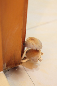 797393a1f03006e7a0025dec36d13cd9