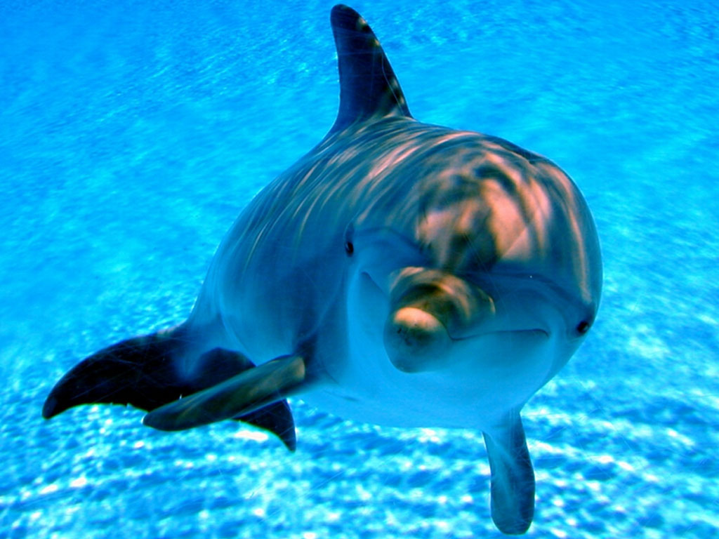 Amazing-Dolphin