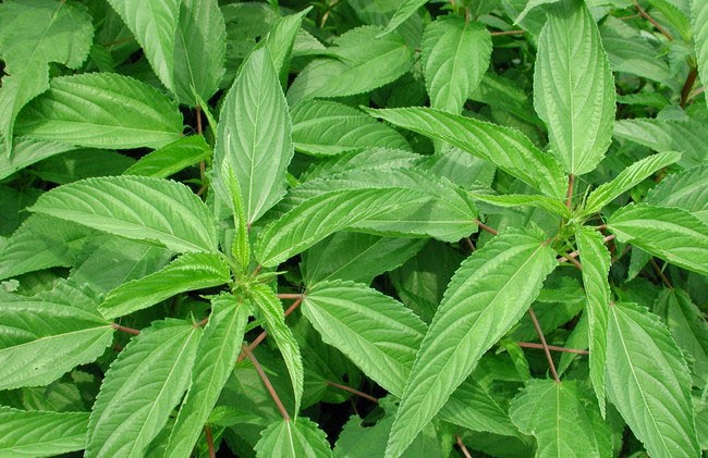 Corchorus capsularis_01