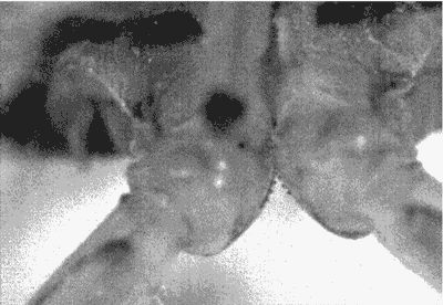 close-up-of-the-first-mechanical-gear-ever-found-in-nature-1