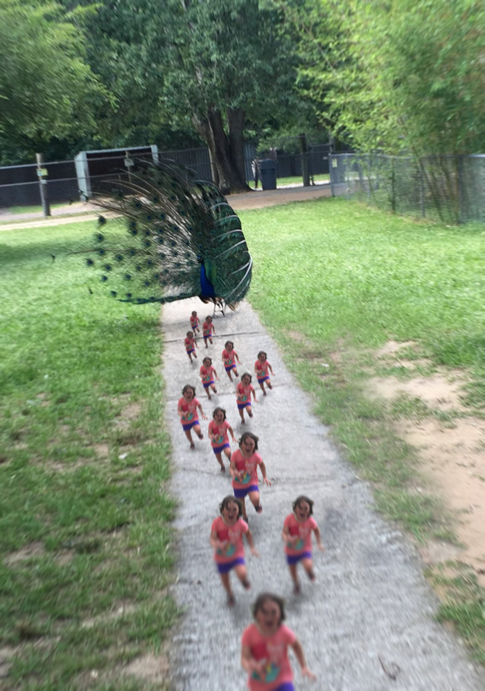 girl-running-from-peacock-photoshop-battle-original-5772898346825-png__700