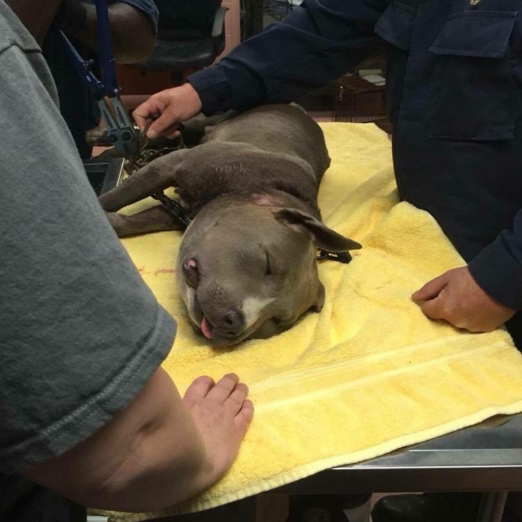 pit-bull-atado-con-cadena-cabeza-hinchada