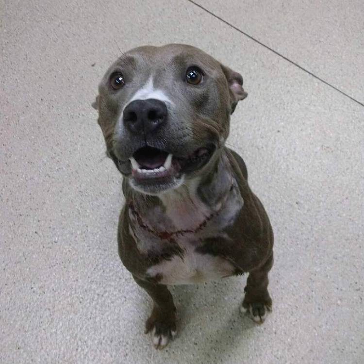 pit-bull-cabeza-hinchada-se-recupera