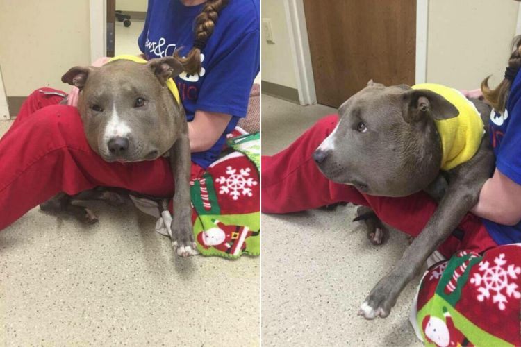 pit-bull-con-la-cabeza-hinchada-maltratado