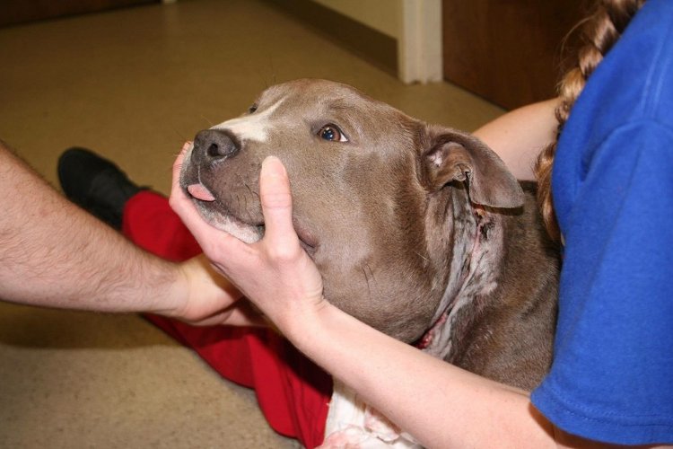 roxanne-pit-bull-cabeza-hinchada-globo