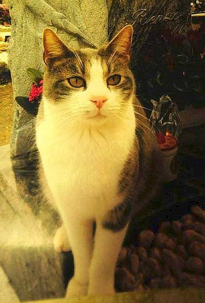 10917423_900616446663678_6058943561098099498_n