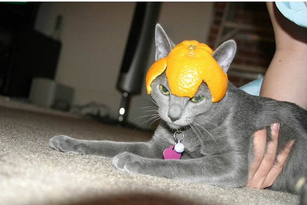 26隻光看就能讓你完全康復的「被惡搞戴上頭盔的貓皇」。