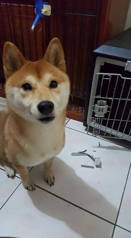 13592829_1630456100604279_4450383340553768977_n-1