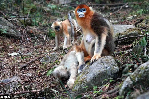 35D025E600000578-3667431-image-a-6_1467277036439