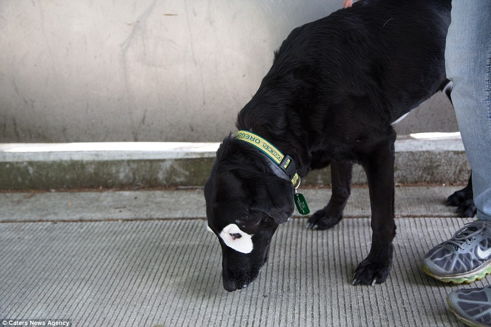 3698168000000578-0-image-a-83_1469529474623