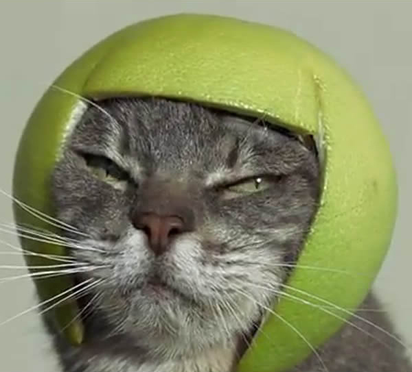 26隻光看就能讓你完全康復的「被惡搞戴上頭盔的貓皇」。