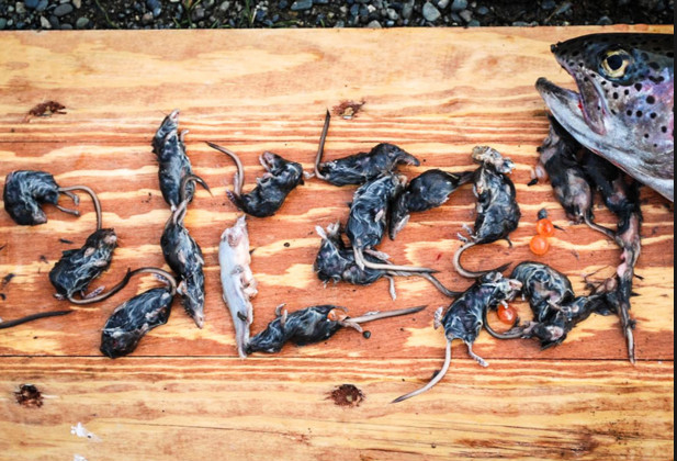 96c00089350f1162fb6_meitu_4