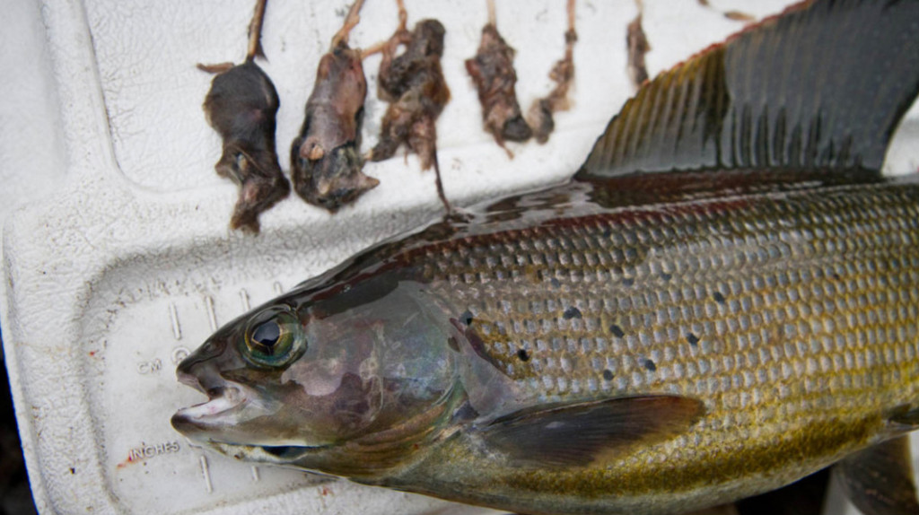 96e000a082796f62092_meitu_5