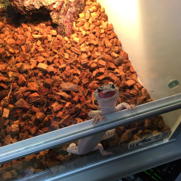 Cn2IUD4VUAAPF6Y-600x600