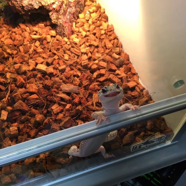 Cn2IUDEVUAAiT19-600x600