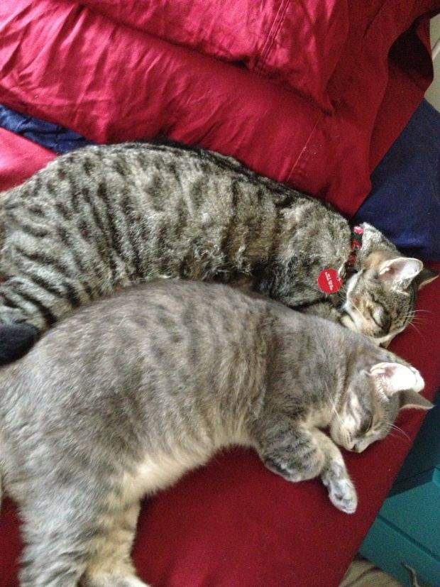 MTMyNzQ2MTQ2ODQ1MDcwNjEw