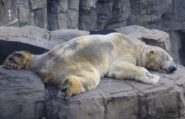 「北極熊 動物園」的圖片搜尋結果