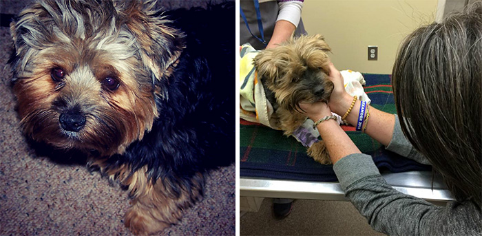 before-after-pets-growing-old-first-last-photos-15-577b77f8c7dc2__700