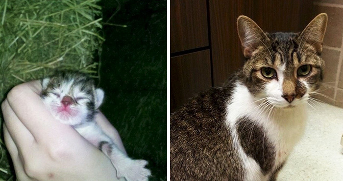 before-after-pets-growing-old-first-last-photos-577b7afb8329e__700