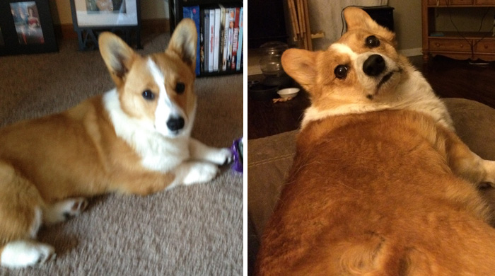 before-after-pets-growing-old-first-last-photos-577b7d60622d4__700