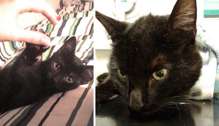 before-after-pets-growing-old-first-last-photos-6-577b77dcbeb3a__700