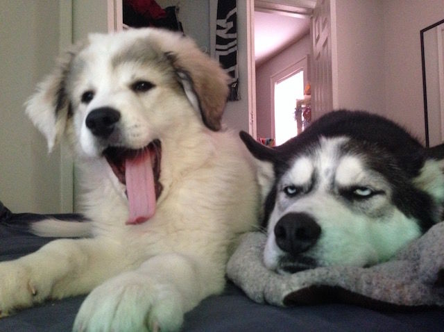 d8207e76-9daa-4f6a-b3f5-2d9ab7418db2