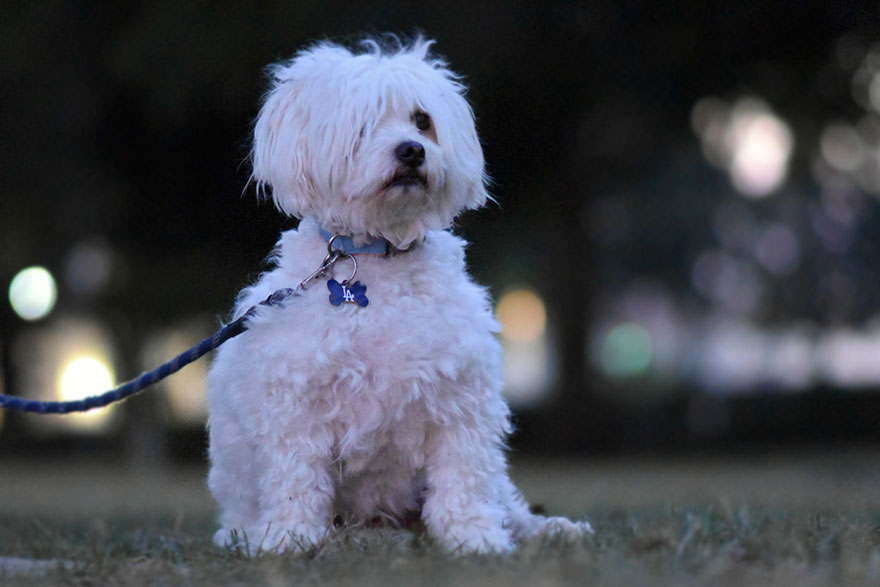 dog-contract-reluctant-dad-1