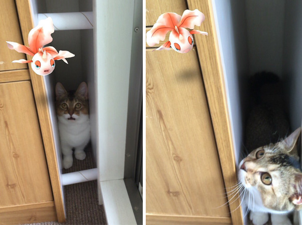 pets-can-see-pokemon-go-japan-11-57962ae7507da__605