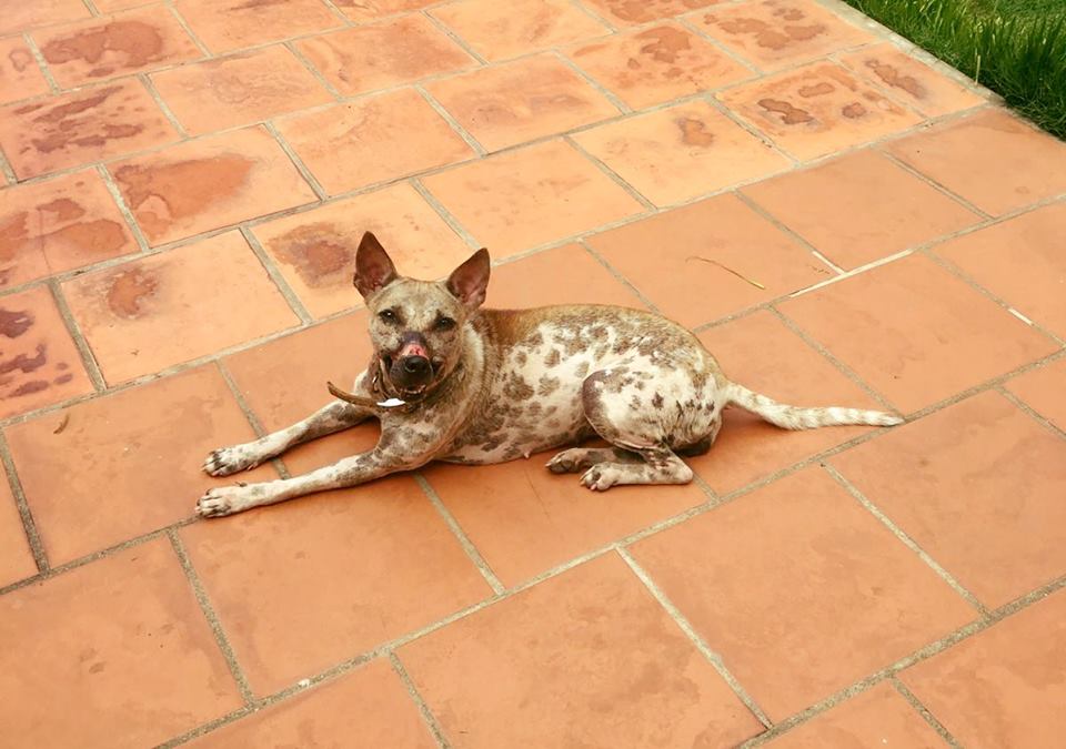 13886865_1292163064157888_8394371662317390195_n