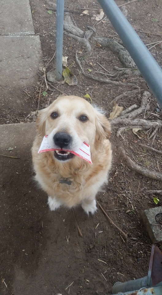 這隻狗狗因為太愛收信了，有天沒有信時但郵差還是給她「這一封」已經把網友都萌爆了！