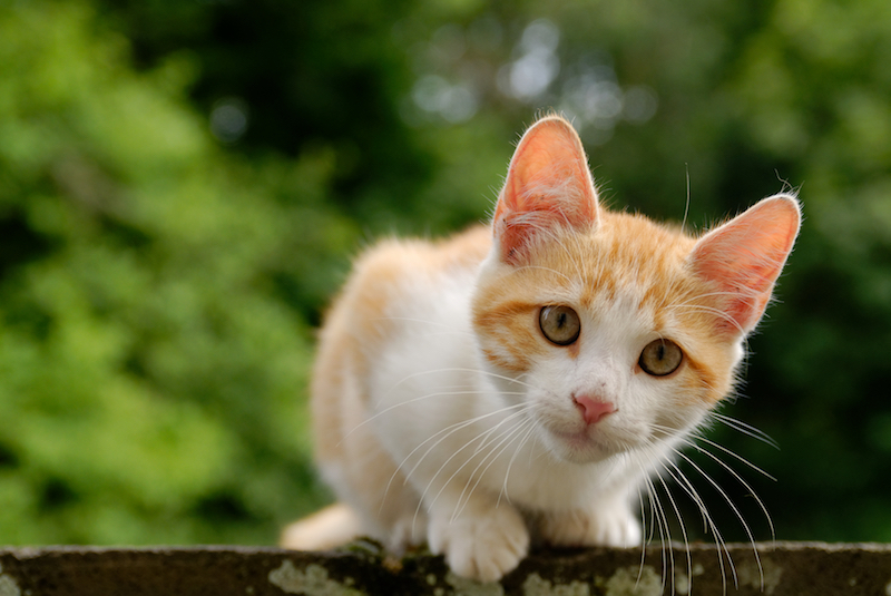 Golden_tabby_and_white_kitten_n03