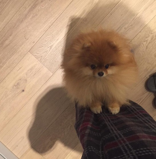 screen-shot-2016-10-16-at-3-40-28-pm