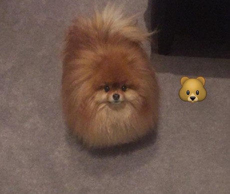 screen-shot-2016-10-16-at-3-40-43-pm