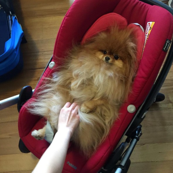 screen-shot-2016-10-16-at-3-41-03-pm