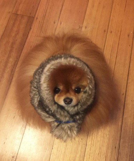 screen-shot-2016-10-16-at-3-42-28-pm