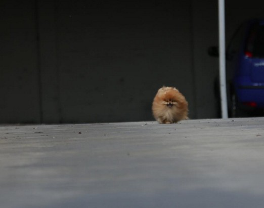 screen-shot-2016-10-16-at-3-42-35-pm