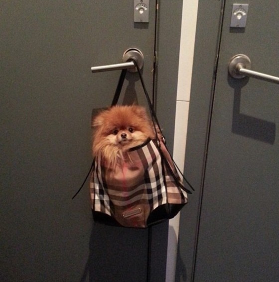 screen-shot-2016-10-16-at-3-42-52-pm