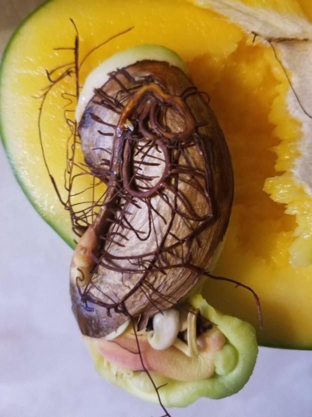 sub-buzz-854-1475234025-7