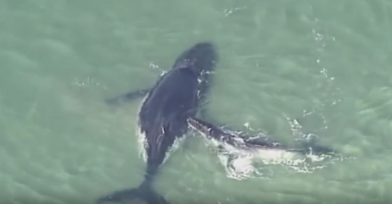 %e6%8b%af%e6%95%91%e5%aa%bd%e5%aa%bd