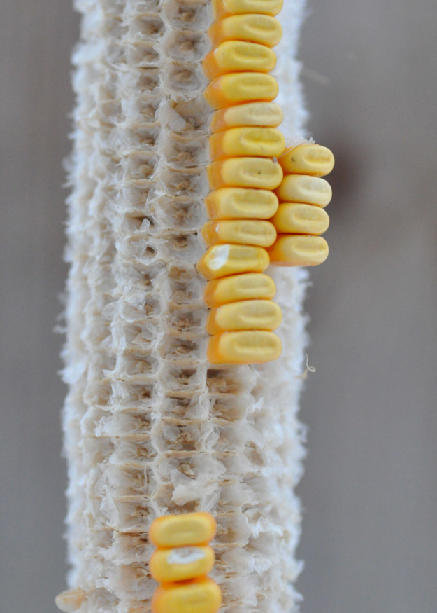 sub-buzz-1178-1479236293-1